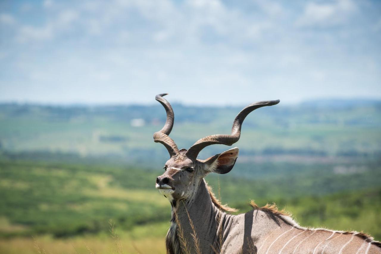 Tala Collection Game Reserve Silverton Exterior foto